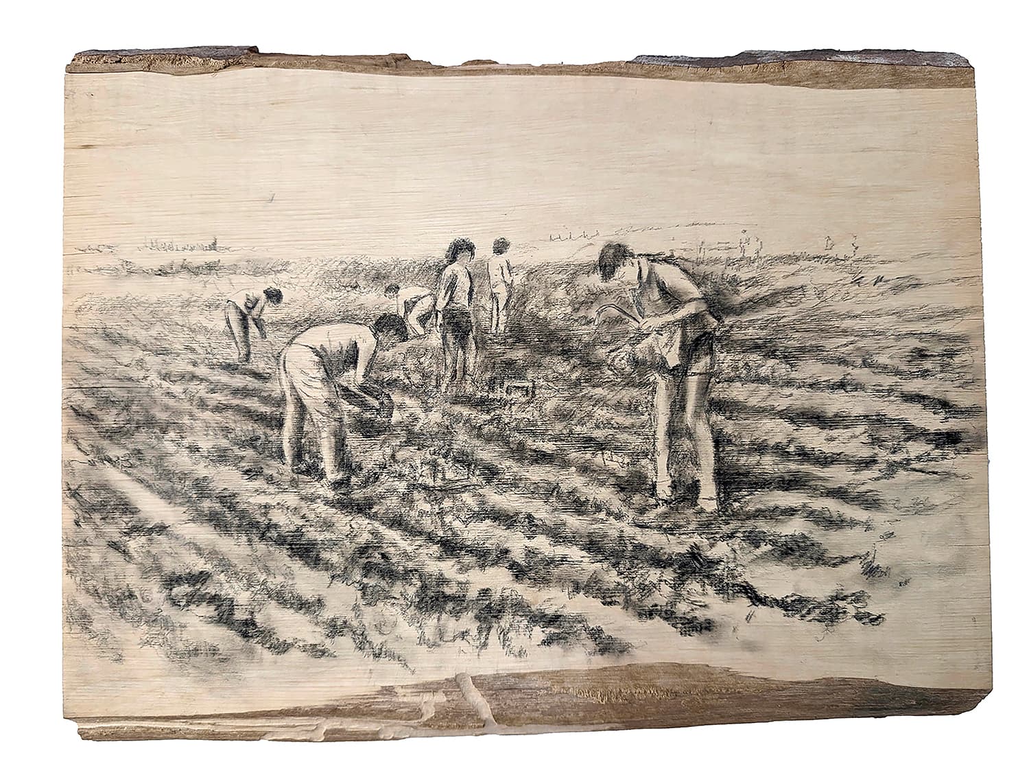 Working In the Field, 2025